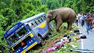 Thumbnail: Sires Of World Top 06 Unbelievable Elephant Attack in Forest Road.