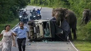 Thumbnail: Sires Of World Top 05 Unbelievable Elephant Attack In Forest Road. 