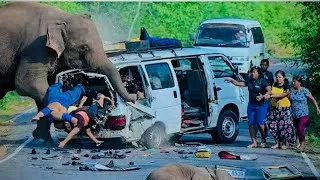 Thumbnail: Sires Of World Top 03 Wild ElephantAttack Of Wild Road 2026 