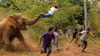 Thumbnail: The fiercest elephant in the forest comes on the road and attacks a cyclel …. 
