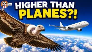 Thumbnail: How Can This Bird Fly at Airplane Altitude?