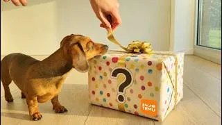 Thumbnail: This Temu birthday Gift Didn't Go as Expected 😳🐶