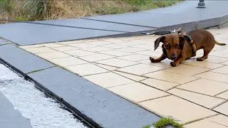 Thumbnail: A Tiny Dachshund vs. The World's Smallest River 😳🐾