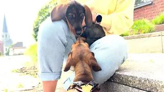 Thumbnail: Cute Mini Dachshund Meets a Puppy Bigger Than Her… 🥺🐾