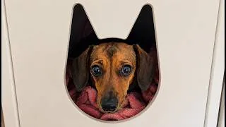 Thumbnail: Tiny Doxie Crawls Into a Cat Hideout and Gets Way Too Comfortable 🐾😳