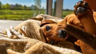 Thumbnail: I Was Just Relaxing in her Dog Bed… My Mini Dachshund Started “Grooming” Me 😳🐶