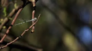 Thumbnail: Dragonfly Slow motion