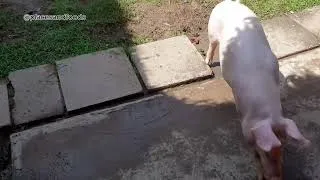 Thumbnail: Crazy stuff happening in Vietnam | Pig Race in Can Tho