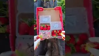 Thumbnail: Después de la lluvia seguimos en la pizca 🍓🇺🇸🧑‍🌾   #ElCampesino #sueñoamericano #Orgullo