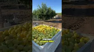 Thumbnail: Así se gana cada dólar 💵 en Sueño Americano 🇺🇸🧑‍🌾🍋 #pizcadelimon  #ElCampesino #fyp #Sueño