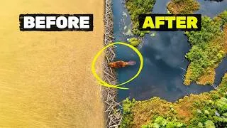 Thumbnail: We Let Beavers Transform an Old Farm