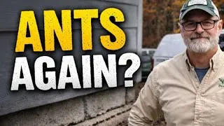 Thumbnail: Why Ants Keep Coming Back Every Spring - And Why Treatments Don’t Change It