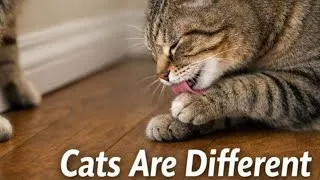 Thumbnail: Why Homes with Cats React Differently to Pest Treatments