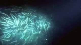 Thumbnail: Overfishing - excerpt from Planet Ocean the movie