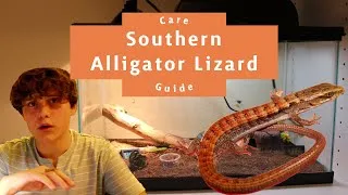 Thumbnail: BABY Southern Alligator Lizard Care Guide | 2021