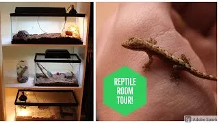 Thumbnail: Reptile Room Tour | January 2021
