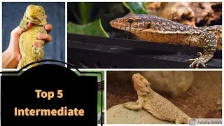 Thumbnail: Top 5 Best Intermediate Reptiles