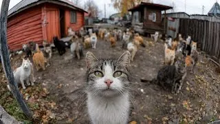 Thumbnail: One Woman, 100 Cats: A Shelter Built on Love🐈 Cat Shelter in Russia