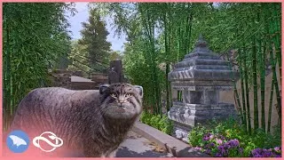Thumbnail: Rocky Enclosure for the Pallas's Cat in Camellia Zoo! 🏔️ | Planet Zoo