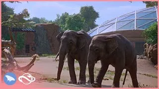 Thumbnail: Elephant Yard & Food Terrace in Camellia Zoo! (Part 2) 🐘| Planet Zoo