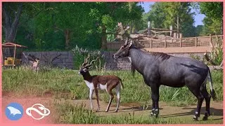 Thumbnail: Realistic Mixed Nilgai & Blackbuck Habitat in Camellia Zoo!🐐 | Planet Zoo