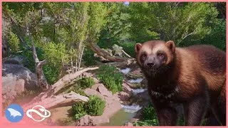 Thumbnail: Building a Rocky Stream Habitat for Wolverines in Camellia Zoo!🌲| Planet Zoo