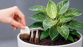 Thumbnail: Just 1 Cup a Week! Philodendron Birkin Grows Strong Roots and Big Beautiful Leaves