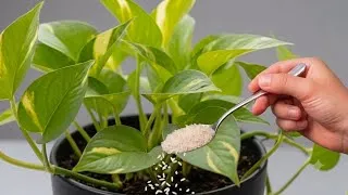 Thumbnail: Just 1 Spoon! Even the Weakest Pothos Can Come Back Lush and Green