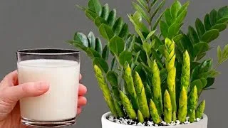 Thumbnail: Just 1 Glass for Any ZZ Plant – Comes to Life Instantly!