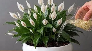 Thumbnail: 1 Cup a Week! Hundreds of Flowers Bloom All Year Long!