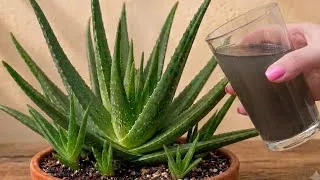 Thumbnail: The Secret to Giant Aloe Vera Just 1 Ingredient to Make It Bloom Like Crazy!
