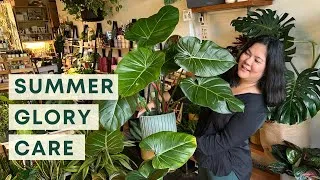 Thumbnail: Philodendron Summer Glory Care