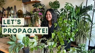 Thumbnail: Avoid propagation fail! Tips to propagate plants
