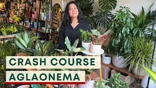 Thumbnail: Aglaonema Indoor Care : Houseplant Crash Course