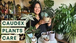 Thumbnail: Caudex Plant Care : Houseplant Crash Course