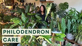 Thumbnail: Philodendron Care: Rare & Common