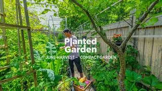 Thumbnail: June Harvest in our Compact Garden