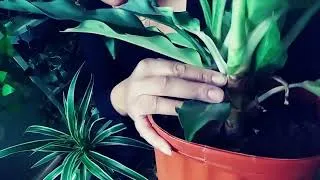 Thumbnail: Relaxing Plant Care | Plant Therapy ASMR | Stress Relieving Plant Care | #stress #asmr #plantcare