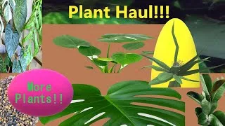 Thumbnail: $20 or less! Plant Haul! Plant Shopping! Houseplants!  #plantshopping #rareplants #thrift #cheap