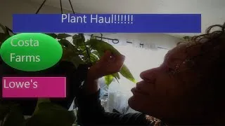 Thumbnail: Plant Haul! Yes More Plants! These aren't rare or uncommon plants but still beautiful!  Houseplants