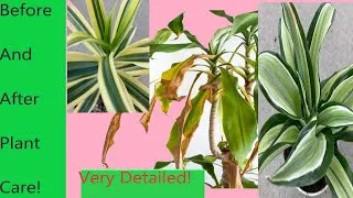 Thumbnail: Houseplant Care for Houseplant Haul / Costa Farms / Watering plants / Houseplant Cleaning /Lowe's