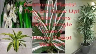 Thumbnail: Huge Plants! Dracaena Plant Haul! #plants #costafarms #urbanjungle #lowes #homedepot #walmart