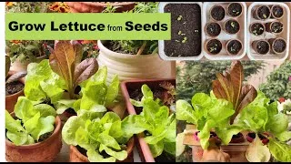 Thumbnail: How to grow Lettuce from seeds | Hydroponically and in soil in Balcony