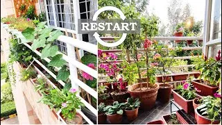 Thumbnail: Restart !!!   Balcony Gardening
