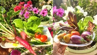 Thumbnail: Harvesting from my Balcony Garden