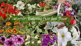 Thumbnail: Winter Balcony Garden Tour