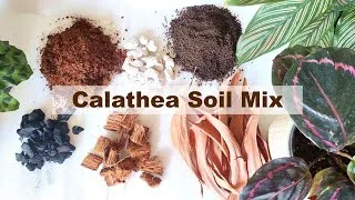 Thumbnail: Calathea Potting mix | Calathea soil mix