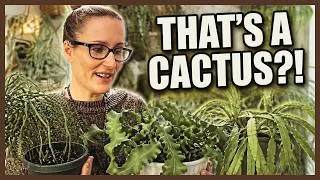 Thumbnail: I Was Doing Jungle Cactus Care ALL WRONG | CARE TIPS FOR BEGINNERS 🌿🪴🌵