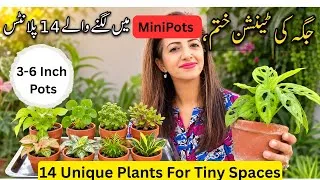 Thumbnail: 14 Easy and Beautiful Plant in Tiny Pots (3-6 Inches) | Kaam Jagah main Zayada Paudy