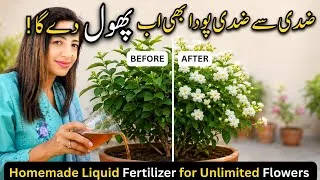Thumbnail: Best Homemade Organic Fertilizer for Flowering Plants | Gardening Tips & Hacks